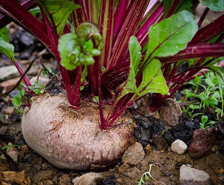 Beta Vulgaris aout 2012