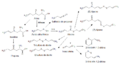 Biosíntesis de los aliilmercaptanos