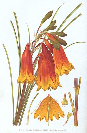 Archivo:Blandfordia grandiflora-Minchen