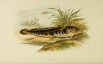 Archivo:British fresh water fishes (Plate- Burbot) BHL6175102