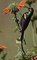 Bronze Sunbird (Nectarinia kilimensis) male