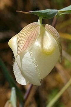 Archivo:Calochortus albus - Flickr 005