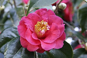 Archivo:Camellia japonica flower 2