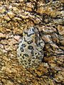 Canyon Treefrog - Flickr - treegrow (3)