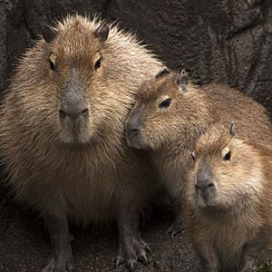 Archivo:Capybara with young - 22651916693