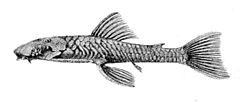 Chaetostoma greeni.jpg