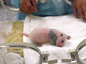Archivo:Chengdu-pandas-d18