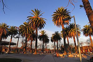 Archivo:Chepica, palmeras en plaza