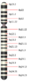 Chromosome 8