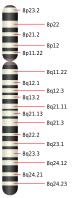 Chromosome 8.svg