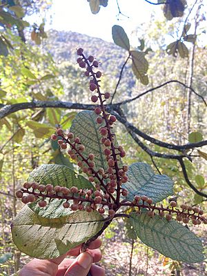 Archivo:Clethra mexicana