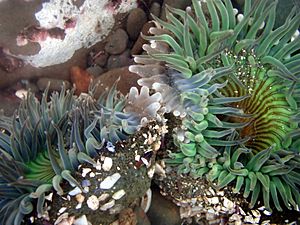 Archivo:Clone war of sea anemones 2-17-08-2