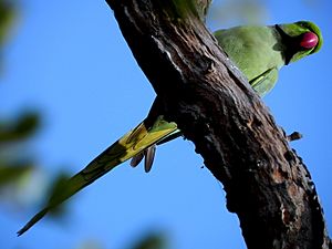 Archivo:Common Parakeet at Keoladeo National Park, Bharatpur Rajasthan, India