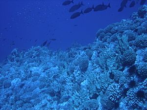 Archivo:Corales en el Parque Marino Motu Motiro Hiva