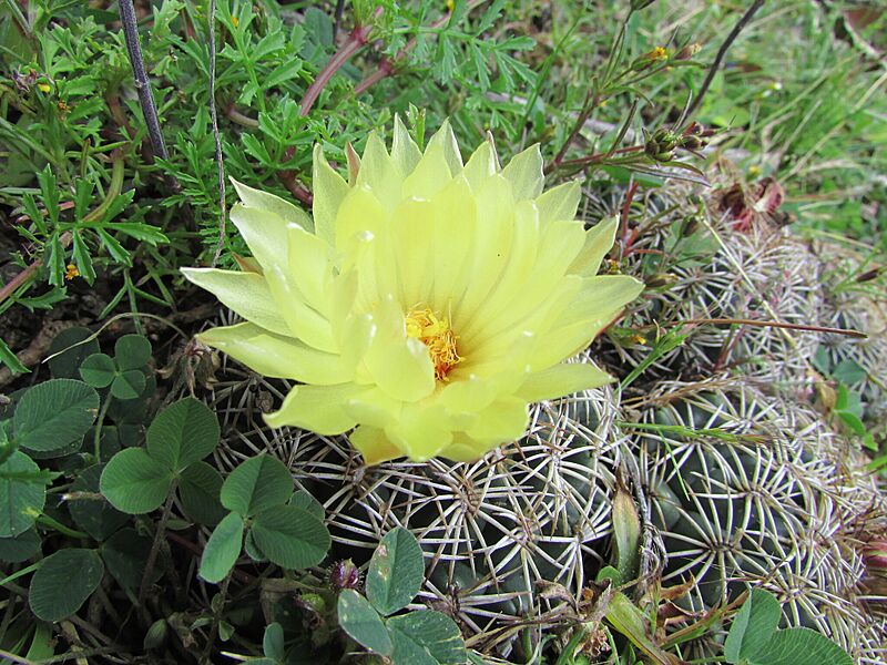 Coryphantha retusa 1
