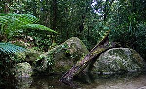 Archivo:Daintree National Park
