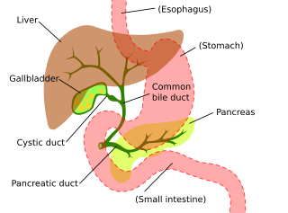 Digestive system showing bile duct.svg