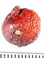 Drosera whittakeri tuber Darwiniana