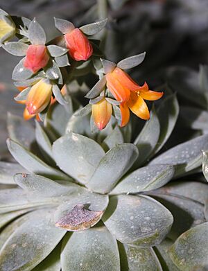 Archivo:Echeveria-elegans-rose