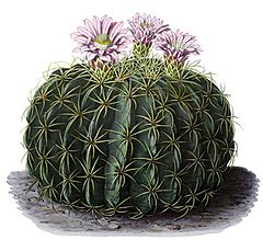Archivo:Ferocactus macrodiscus BlKakteenT134