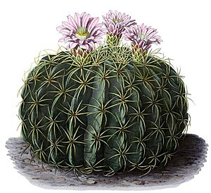 Archivo:Ferocactus macrodiscus BlKakteenT134