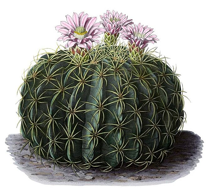 Ferocactus macrodiscus BlKakteenT134
