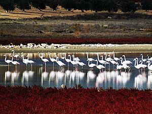 Archivo:Flamencos en la Laguna Larga de Villacañas, Toledo