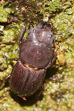 Geodorcus novaezealandiae 287671564.jpg