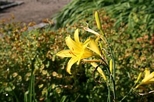 Archivo:Hemerocallis lilioasphodelus1Sten Porse