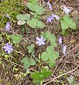 Hepatica nobilis