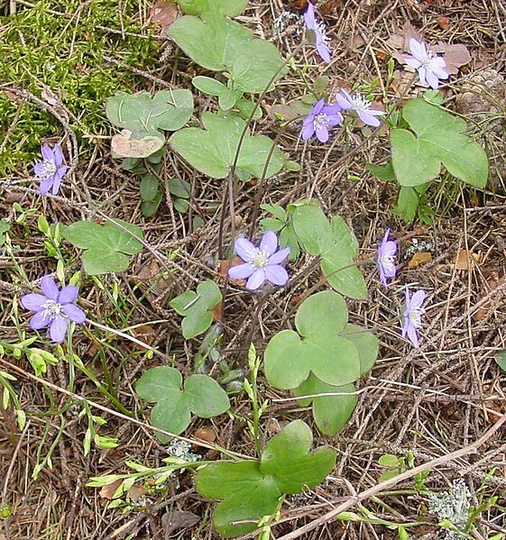 Hepatica nobilis