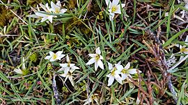 Herpolirion novae-zelandiae 58019287.jpg