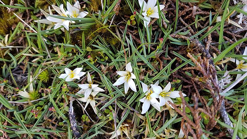 Herpolirion novae-zelandiae 58019287