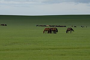 Archivo:Horses in Zhalatu