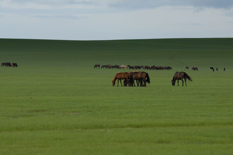 Horses in Zhalatu