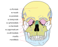 Human skull front bones