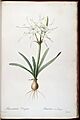 Hymenocallis rotata (as Pancratium disciforme) 3.155