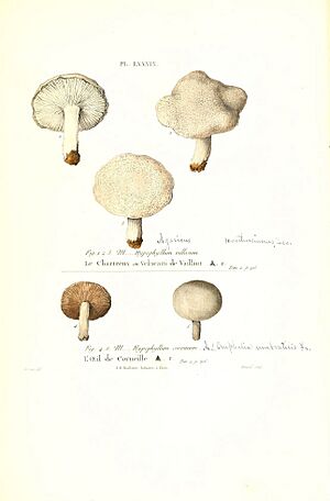 Archivo:Iconographie des champignons de Paulet (Pl. LXXXIX) (6266440221)