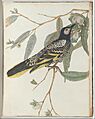 John Lewin - Warty face honeysucker.Lewin, John. Birds of New South Wales with their natural history. Sydney- G. ... - Google Art Project