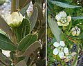 Kageneckia oblonga (8682531332)