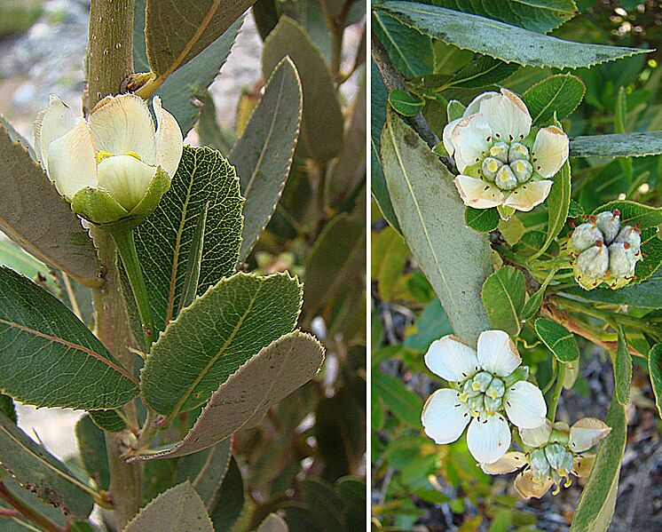 Kageneckia oblonga (8682531332)