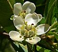 Kageneckia oblonga 4