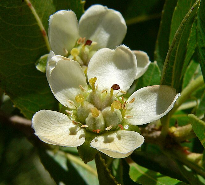Kageneckia oblonga 4