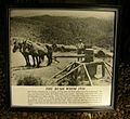 Kauri Museum 1936 picture