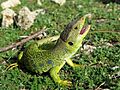 Lagarto ocelado Sierra Sur Jaén 2019 24J 01