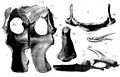 Leptocleidus supertes