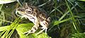 Leptodactylus latinasus 334481662
