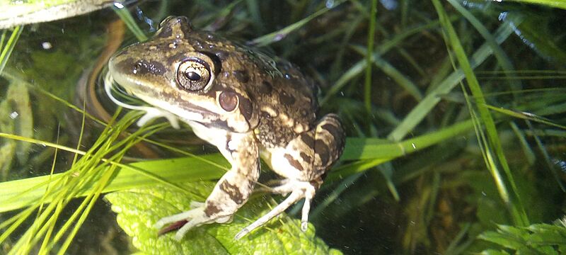 Leptodactylus latinasus 334481662