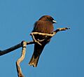 Little Woodswallow Bowra
