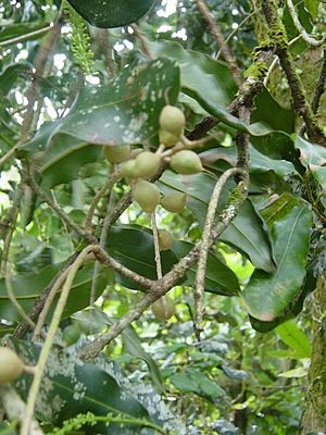 Archivo:Macadamia integrifolia